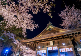 “2年ぶり”のお花見、桜の名所『金崎宮』へ。