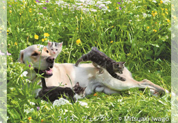 「世界のねこ写真を通して人々の暮らしも垣間見る」。